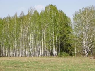 Купить земельный участок, кашино